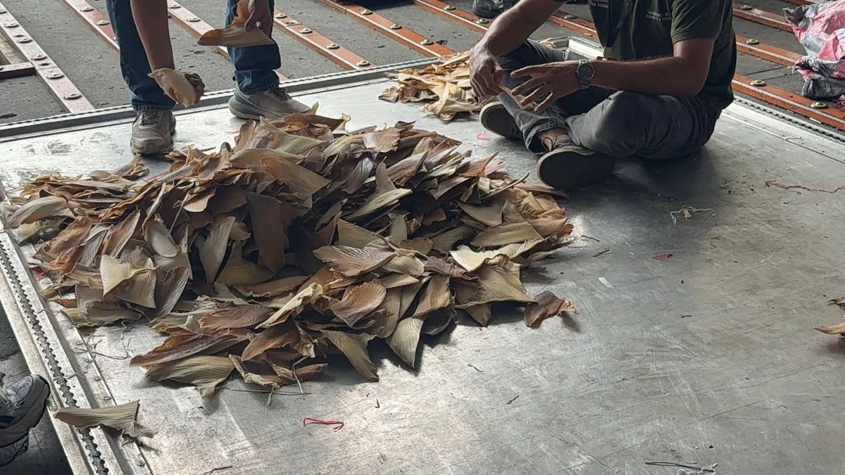 Decomisan más de 21.000 aletas de tiburón en el aeropuerto de Guayaquil