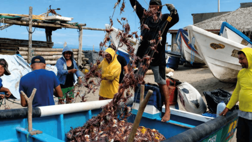 Gobierno abre convocatoria de ayuda para pescadores afectados por la plaga de jaiba mora