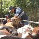 Gobierno capacitará a 10.000 ganaderos para mejorar la producción de leche y carne en Ecuador