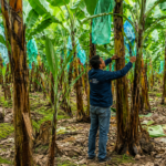 Confirman segundo caso del hongo Fusarium R4T en El Oro y refuerzan medidas sanitarias