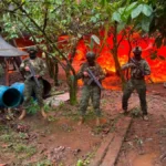 Ejército destruye más de 60.000 plantas de coca y un laboratorio en Sucumbíos